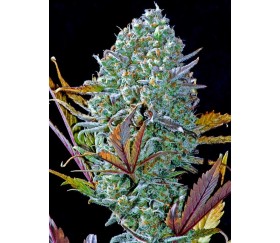 Pineapple Express - Fast Buds Seeds