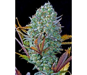 Ananas Express - Graines Fast Buds