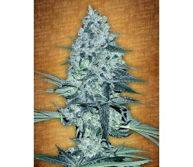 Rhino Ryder - Fast Buds Seeds