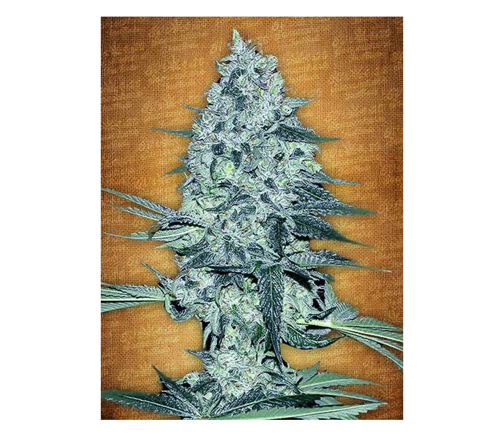 Rhino Ryder - Fast Buds Seeds