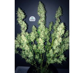 Rhino Ryder - Fast Buds Seeds