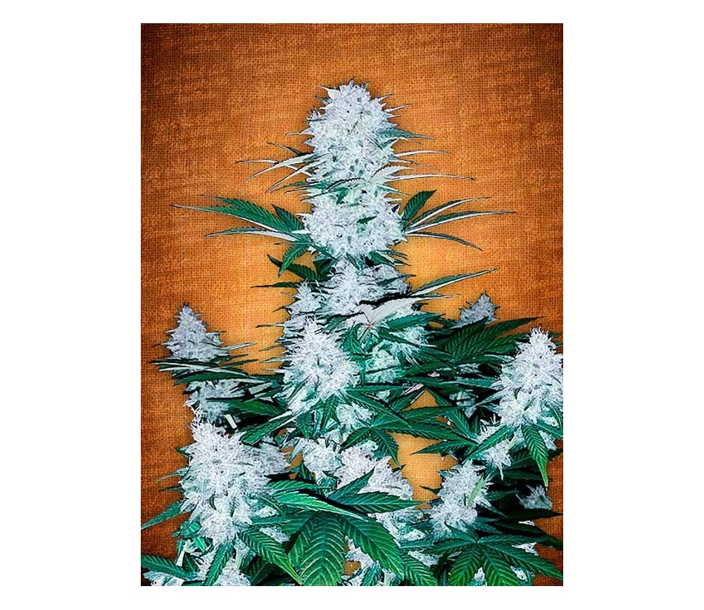 Six Shooter - Fast Buds Seeds