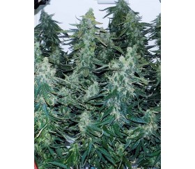 Six Shooter - Fast Buds Seeds