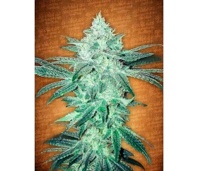 Stardawg - Fast Buds Seeds