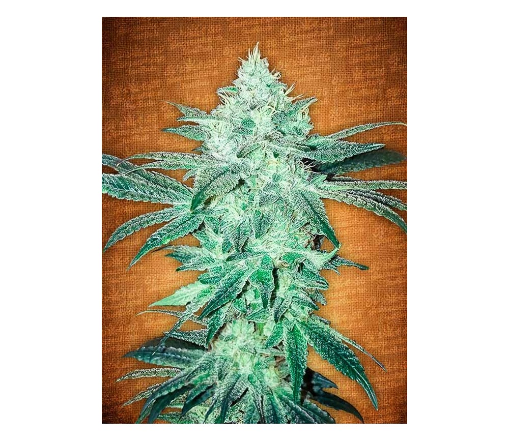 Stardawg - Fast Buds Seeds