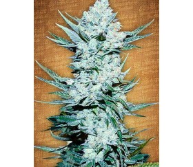 Tangie'matic - Fast Buds Seeds