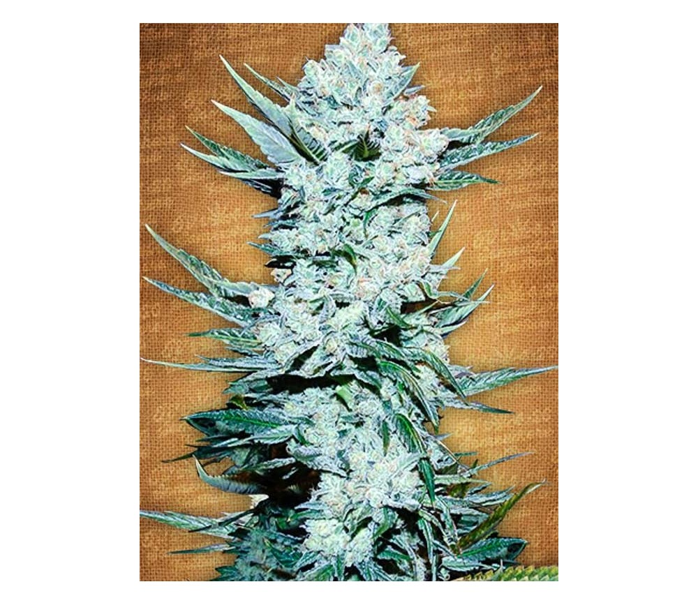 Tangie'matic - Fast Buds Seeds