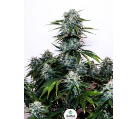 Tangie'matic - Fast Buds Seeds