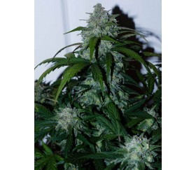 Tangie'matic - Fast Buds Seeds