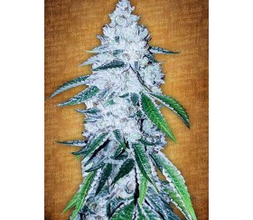 West Coast OG - Fast Buds Seeds