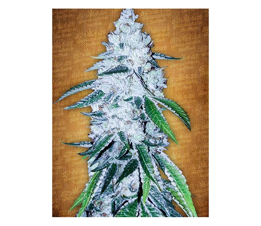 West Coast OG - Fast Buds Seeds