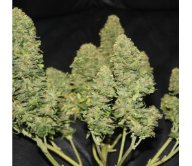 West Coast OG - Fast Buds Seeds