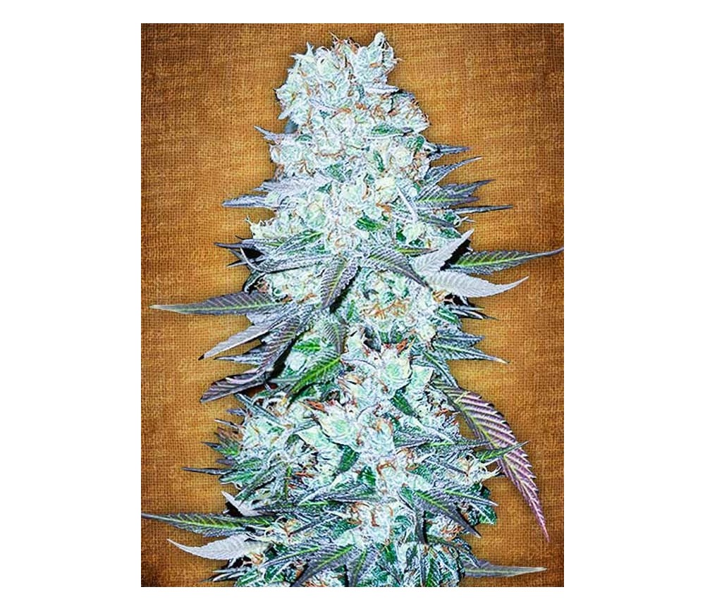 G14