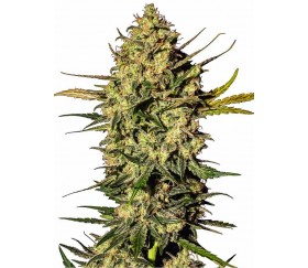 Master Kush Automatic - White Label Seeds