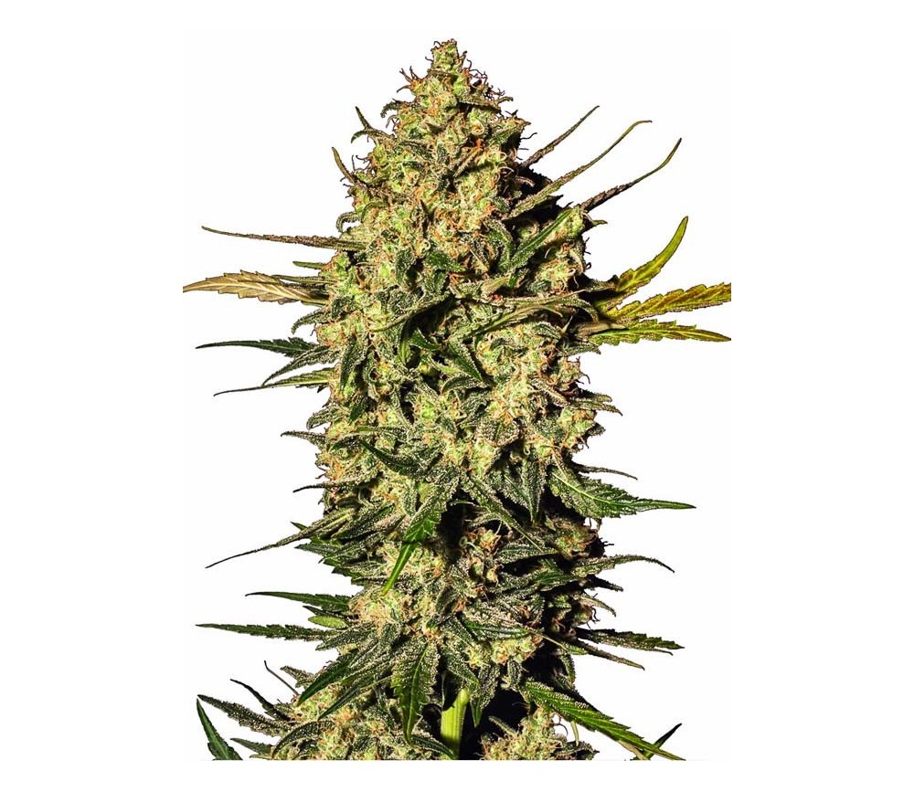 Master Kush Automatic - White Label Seeds