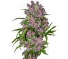 Purple Bud Automatic - White Label Seeds