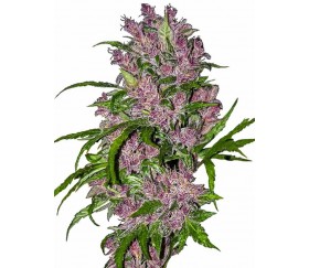 PURPLE BUD AUTOMATIC