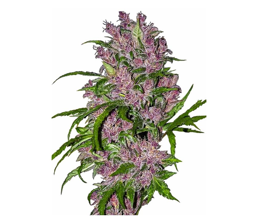 PURPLE BUD AUTOMATIC