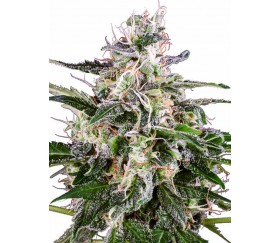 White Skunk Automatic - White Lavel Seeds