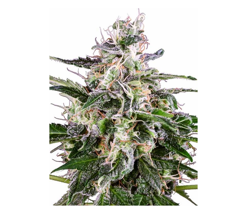 White Skunk Automatic - White Lavel Seeds