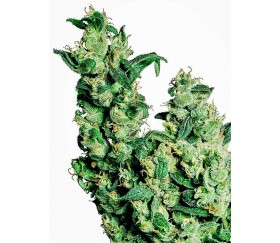 JACK HERER