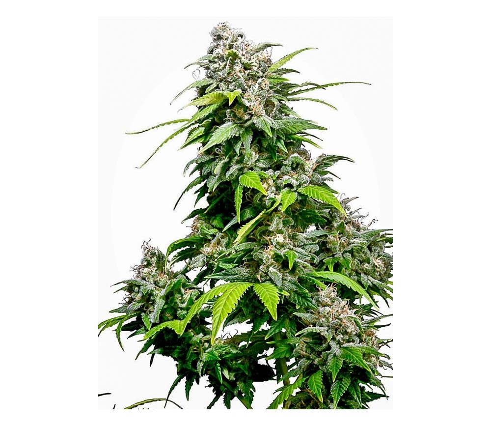 Kalifornien Indica - Sensi Seeds