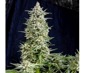 Amnesia Gold - Pyramid Seeds