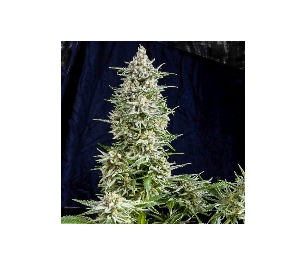 Amnesia Gold - Pyramid Seeds