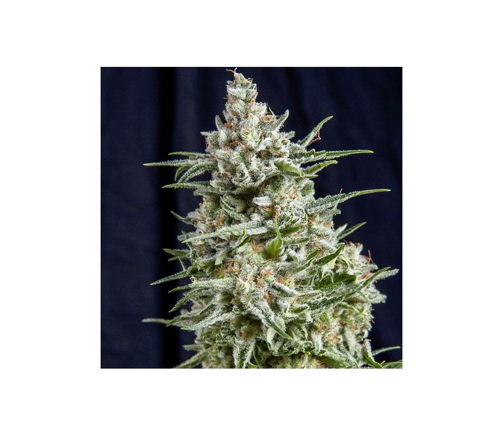 Anesthesia - Pyramid Seeds