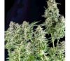 Northern Lights - Pyramid Seeds