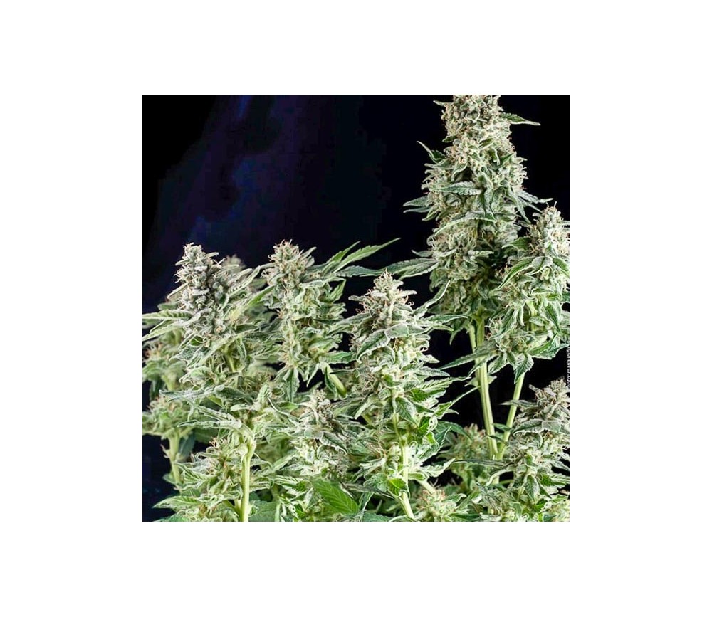 Northern Lights - Pyramid Seeds