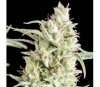 Super OG Kush - Pyramid Seeds
