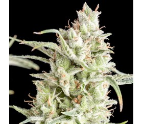 Super OG Kush - Pyramid Seeds