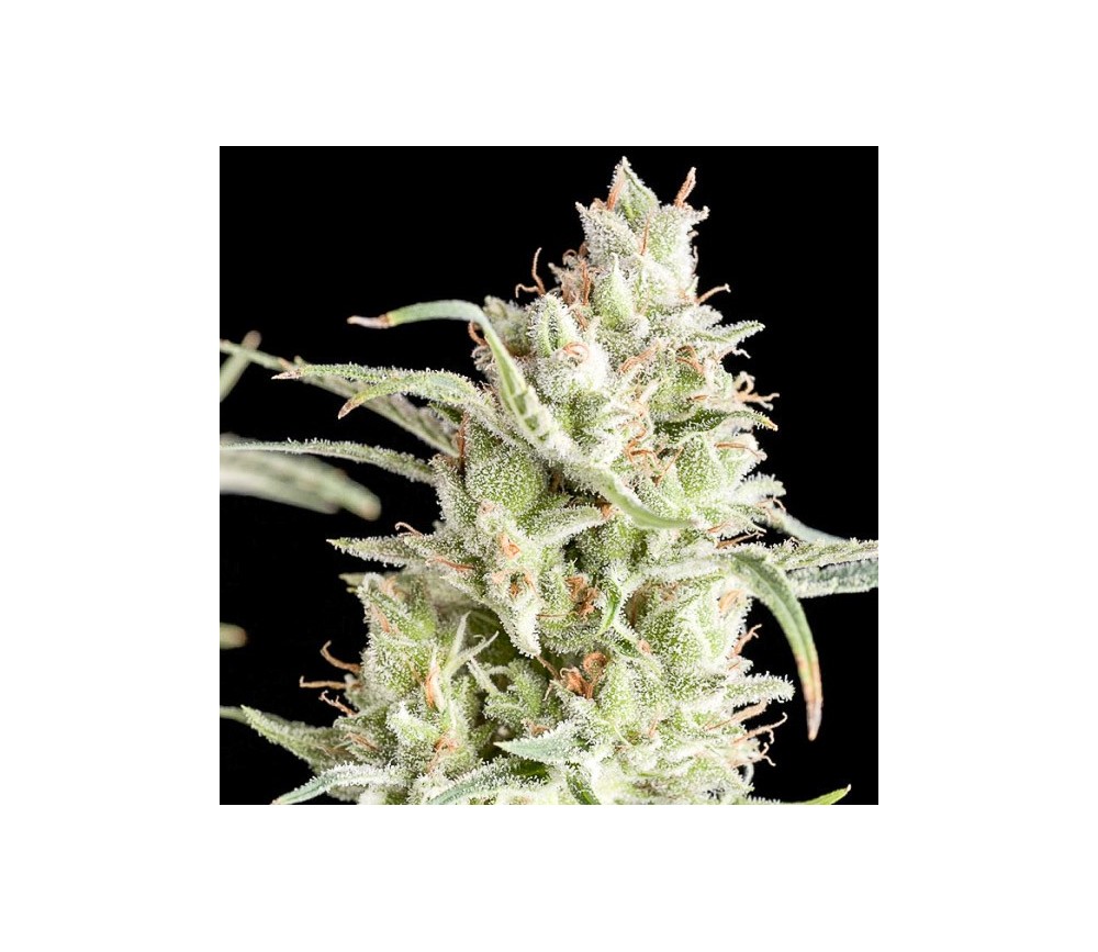 Super OG Kush - Pyramid Seeds