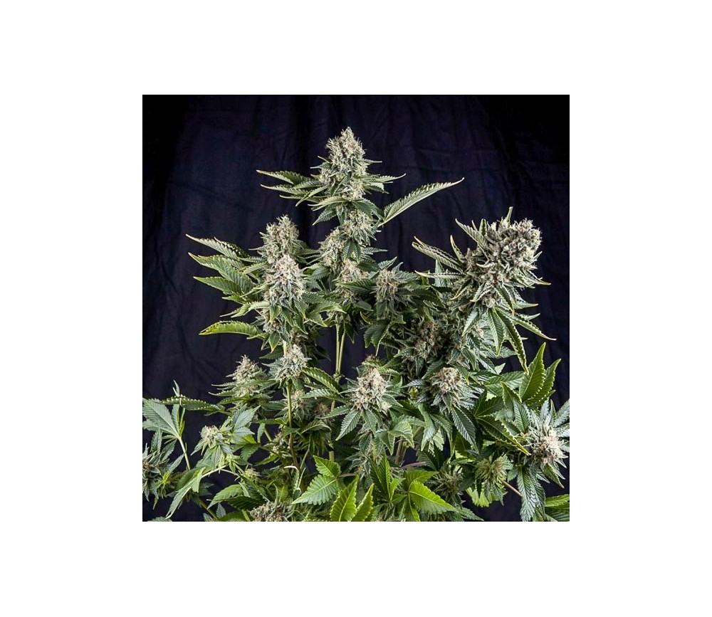 White Widow - Pyramid Seeds