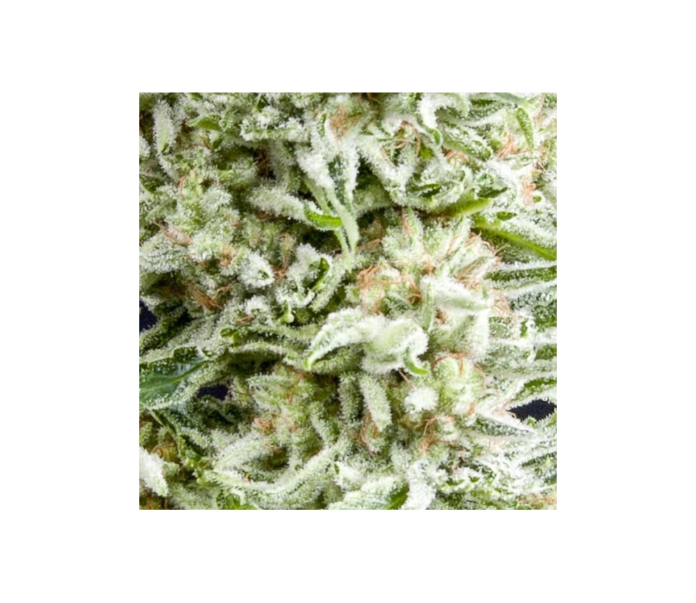 Auto Amnesia Gold - Pyramid Seeds