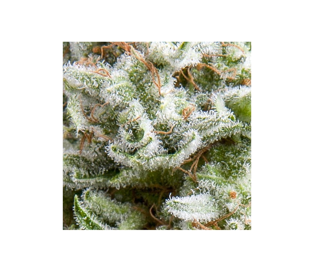 Auto Anesthesia - Pyramid Seeds