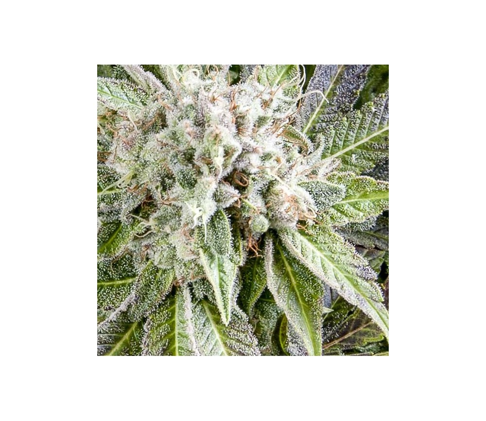 Auto Blue  - Pyramid Seeds