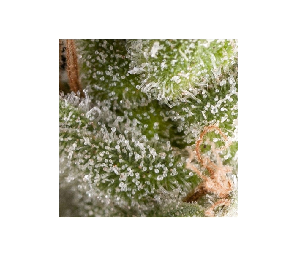 Auto Fresh Candy - Pyramid Seeds