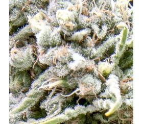 Auto White Widow - Pyramid Seeds