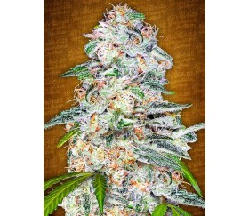 Blue Dream'matic - Fast Buds Seeds