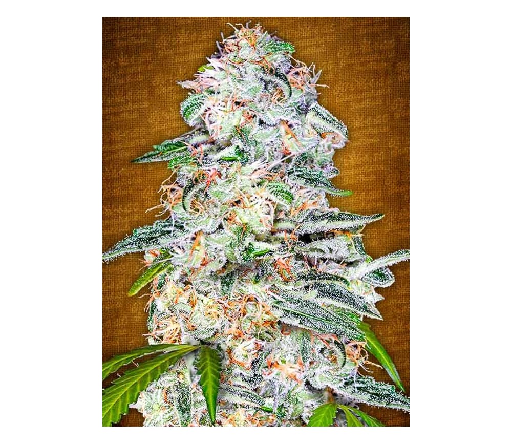 Blue Dream'matic - Fast Buds Seeds