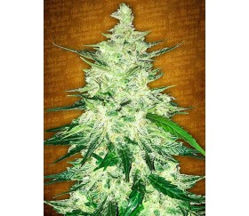 Crack de CBD - Graines de Fast Buds Seeds