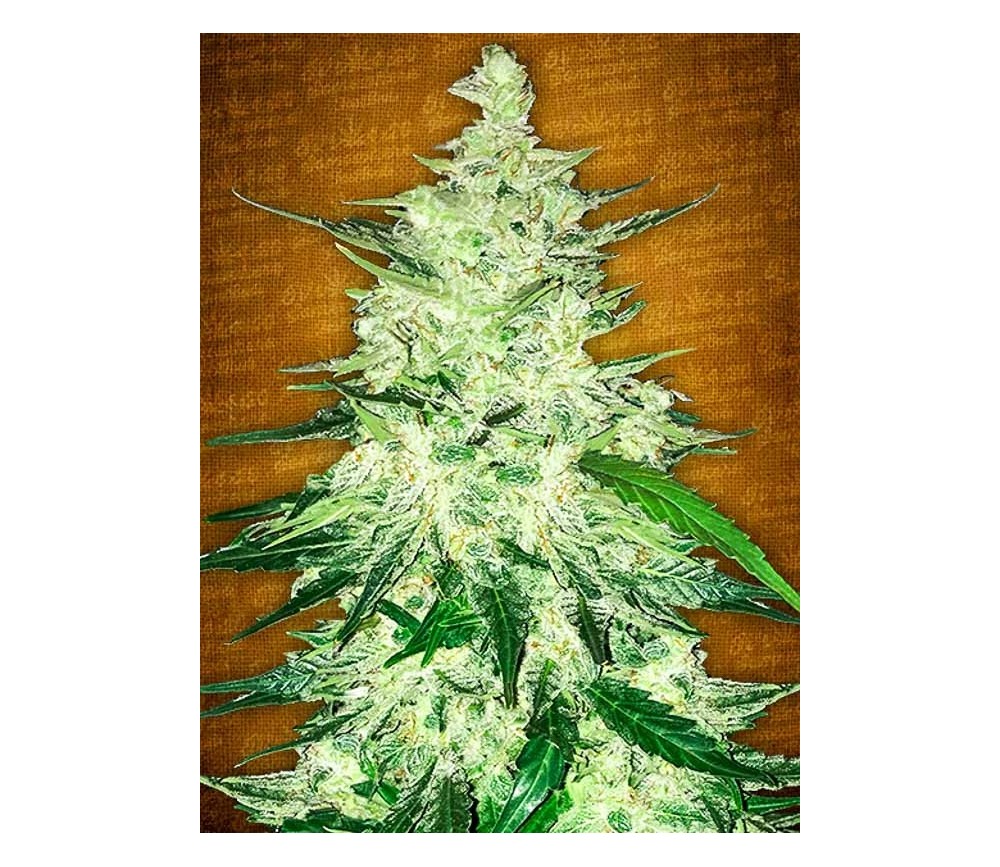 Crack de CBD - Graines de Fast Buds Seeds