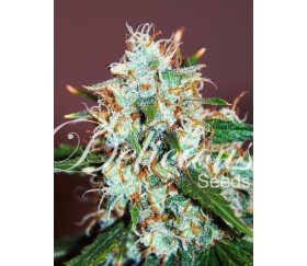 Critical Neville Haze 2.0 de Delicious Seeds