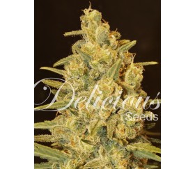 Critical Sensi Star de Delicious Seeds