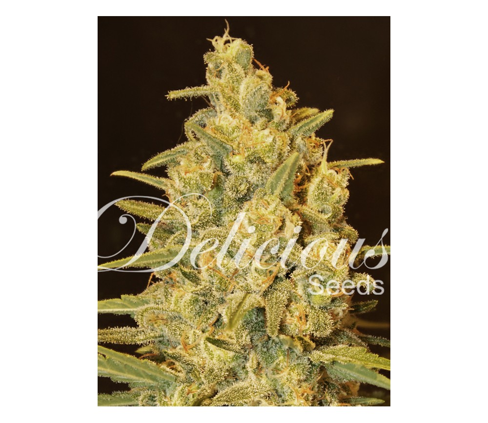 Critical Sensi Star de Delicious Seeds