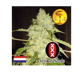 Bubble Gum Regular de Serious Seeds