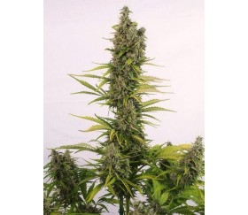 AMNESIA AUTOFLOWERING CBD