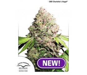 CBD Charlotte's Angel - Dutch Passion